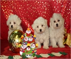 Bichon Maltes ¡ Sonrie con ellos en navidad !
