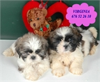 Preciosos cachorros de shih tzu
