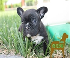 Bulldog frances, preciosos y cariñosos