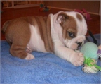 REGALO: Varón sano y Bulldog Inglés cachorros hembras