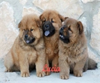 Magnfiica camada de chow chow