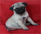 Carlino, en venta cachorros