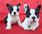 Bulldog frances, impresionantes cachorros