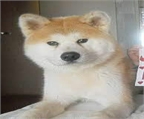 Pequeños Akita inu, en venta