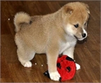 Vendo shiba inu, los mejores