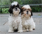 Shih tzu una gran ocasion