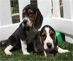 Tu Beagle garantia por escrito