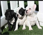 Cachorros bulldog frances buen precio