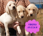Vendo camada de labrador ,muy buen precio