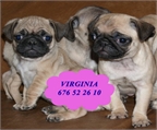 Carlino los mejoroes cachorros garantias