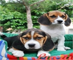 Cachorros de beagle precios extraordinarios