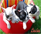 Vendo increible camada de bulldog frances
