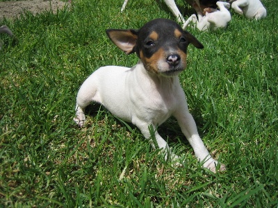 ESTA ES MI MASCOTA Los ni�os/as de Silvia