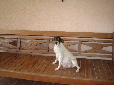 ESTA ES MI MASCOTA Mas sobre las mascotas de Silvia