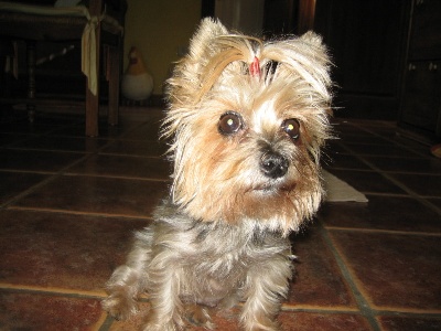 ESTA ES MI MASCOTA -