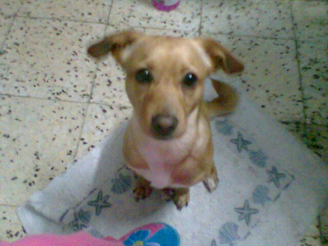 ESTA ES MI MASCOTA Javi
