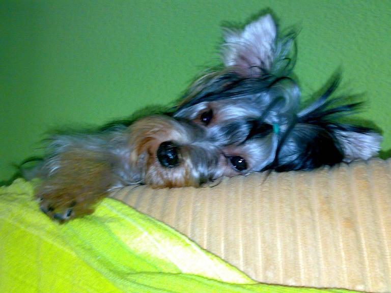 ESTA ES MI MASCOTA YOYO