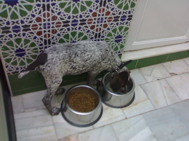 ESTA ES MI MASCOTA Sira