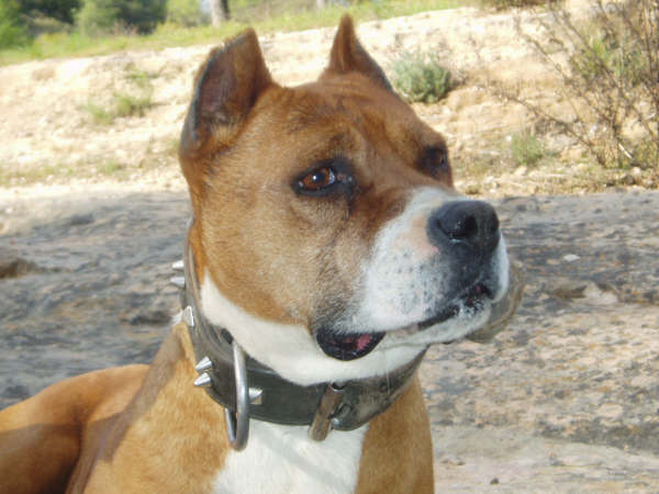 ESTA ES MI MASCOTA kyra