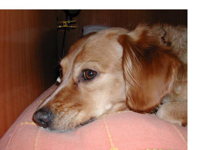 ESTA ES MI MASCOTA JARA