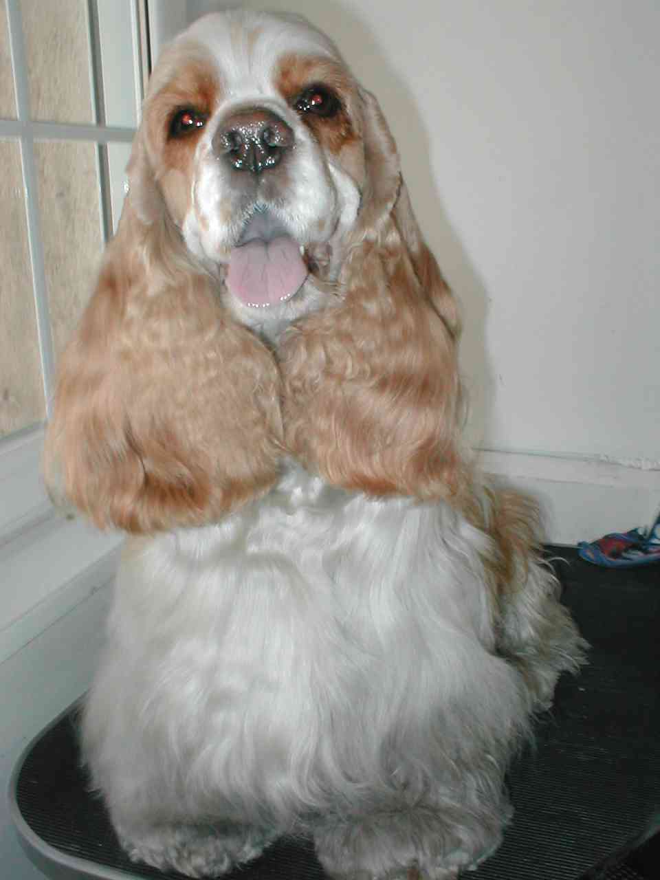 ESTA ES MI MASCOTA NOA