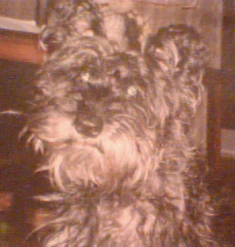 ESTA ES MI MASCOTA HOMER