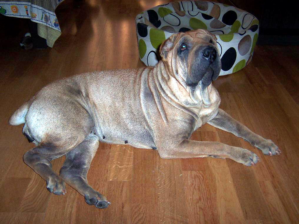 ESTA ES MI MASCOTA LYS