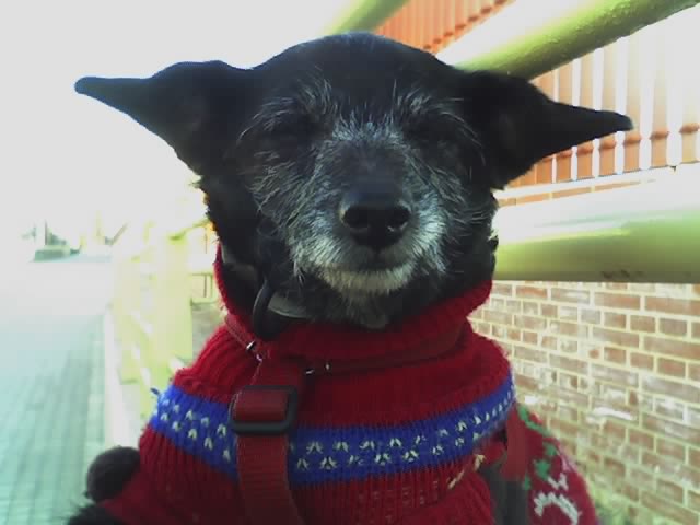 ESTA ES MI MASCOTA Estrella