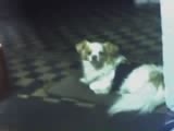 ESTA ES MI MASCOTA CHARLY