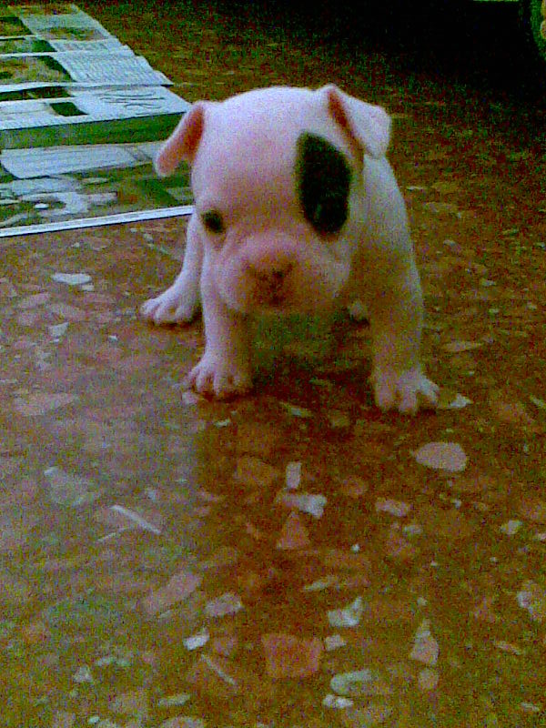 GUIDO
