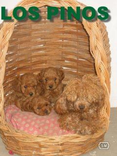 Mascotas Los Pinos