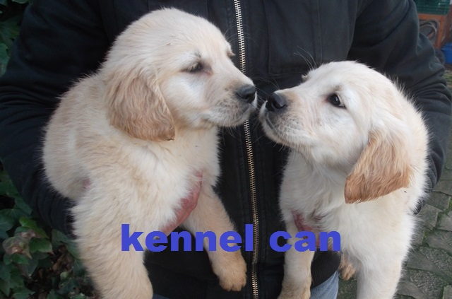 KENNEL CAN