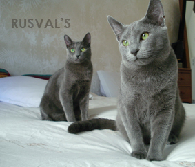 GATOS AZUL RUSO VALENCIANO - RUSVAL\′S