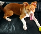 Ares cachorra 8 meses en adopcion